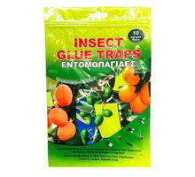 野生小琵琶种子